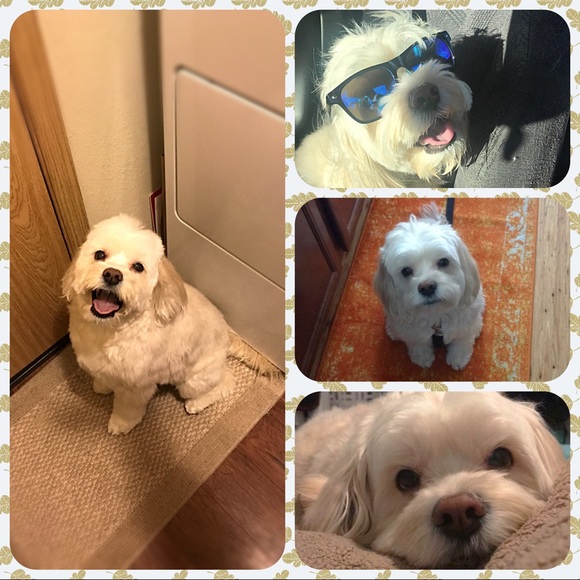 In Loving Memory of my sweet Boy…  💙Charlie - Picture 6 of 16